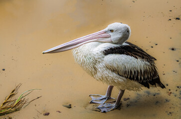 Short Fat Pelican On Beach