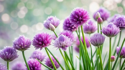 Close-up of Chive Blossoms with Purple Buds, Soft Bokeh Background
