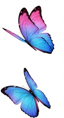 Obraz premium Vibrant pink and blue butterflies in flight against white background