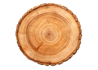 cross section of tree stump