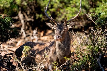 Arbatax, Tortolì, Sardinia, Italy - portrait of deer in the forest