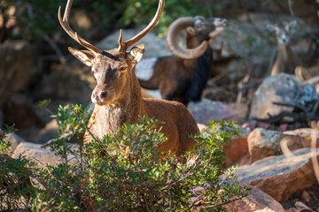 Arbatax, Tortolì, Sardinia, Italy - portrait of deer in the forest © MASSIMILIANO