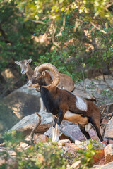 Arbatax, Tortolì, Ogliastra, Sardinia, Sardegna - mouflon walking in the park