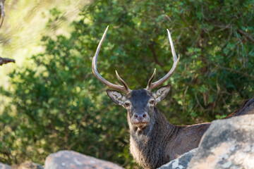 Arbatax, Tortolì, Sardinia, Italy - portrait of deer in the forest