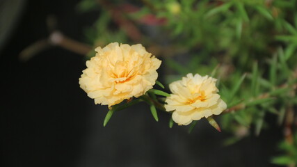 Moss-rose purslane, portulaca grandiflora (polypetalous), planted in a pot, macro image selective focus