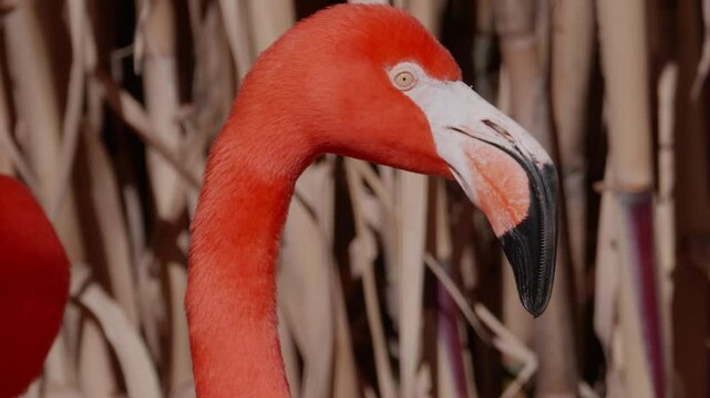 Flamingo Scatching its Head on its Body