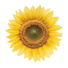 Fototapeta premium Vibrant Yellow Sunflower Blossoms: Nature's Bright Floral Beauty in a Sunny Garden Landscape