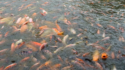 Close-up of a dense group of goldfish swarming on the water's surface, creating a lively scene of...