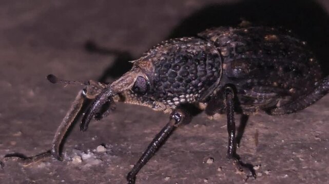 beetle on the ground