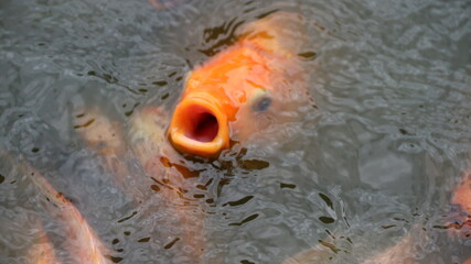 Close-up of a dense group of goldfish swarming on the water's surface, creating a lively scene of...