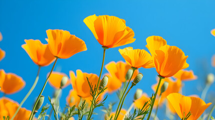 Naklejka premium Golden California Poppies – Vibrant Springtime Bloom