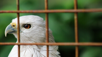 Brahmin kite (Haliastur indus) or elang bondol. The sharp gaze of a white-bellied kite in a cage
