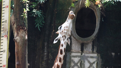 Angolan Giraffe (Giraffa camelopardalis angolensis), young animal, animal portrait, close up on...