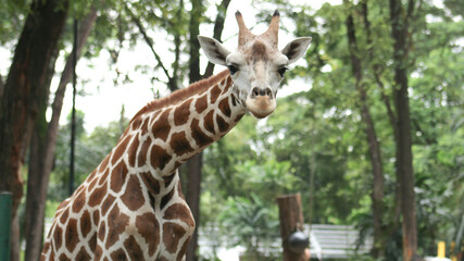 Angolan Giraffe (Giraffa camelopardalis angolensis), young animal, animal portrait, close up on giraffe in the zoo