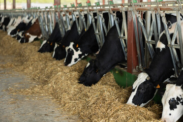 Dairy cows with clip on their ear are eating grass in cowshed. Animals pick up delicious fragrant hay from floor.