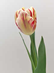 赤とクリーム色のストライプ模様のチューリップ