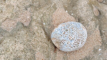 Sea urchin shell and sea urchin on the beach with sand, rocks, and ocean in the background
