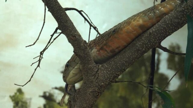 King Cobra Slithering Down a Tree