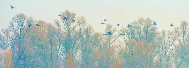 Birds flying over and in nature in the light of sunrise in winter, Almere, Flevoland, The...