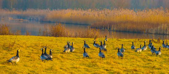 Birds flying over and in nature in the light of sunrise in winter, Almere, Flevoland, The Netherlands, March 10, 2025