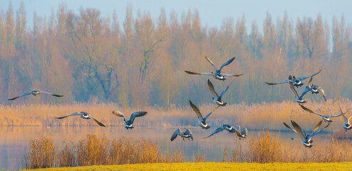 Birds flying over and in nature in the light of sunrise in winter, Almere, Flevoland, The...