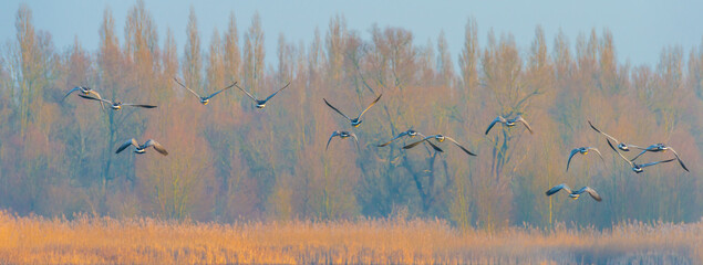 Birds flying over and in nature in the light of sunrise in winter, Almere, Flevoland, The...