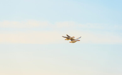 Birds flying over and in nature in the light of sunrise in winter, Almere, Flevoland, The...
