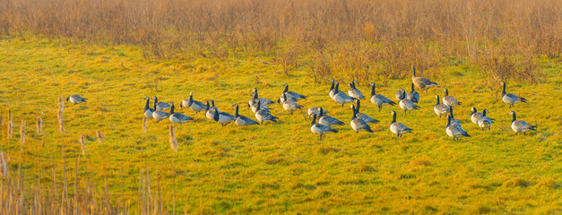 Birds flying over and in nature in the light of sunrise in winter, Almere, Flevoland, The...