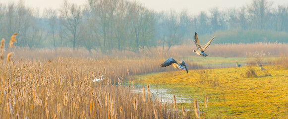 Birds flying over and in nature in the light of sunrise in winter, Almere, Flevoland, The...