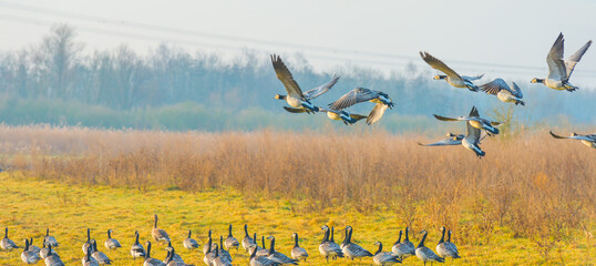 Birds flying over and in nature in the light of sunrise in winter, Almere, Flevoland, The...