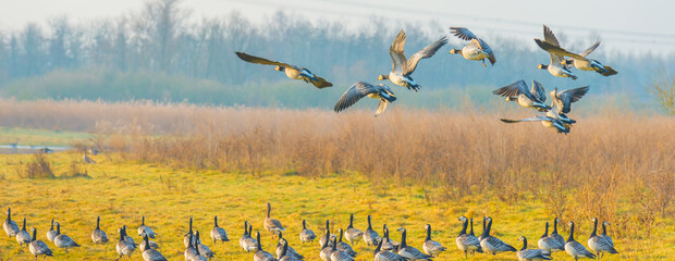 Birds flying over and in nature in the light of sunrise in winter, Almere, Flevoland, The...