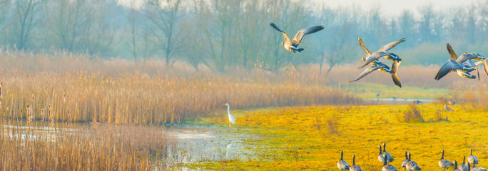 Birds flying over and in nature in the light of sunrise in winter, Almere, Flevoland, The...
