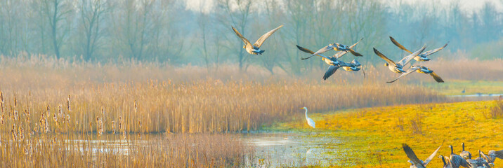 Birds flying over and in nature in the light of sunrise in winter, Almere, Flevoland, The...