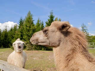 The Bactrian camel (Camelus bactrianus) in zoo, also the Mongolian camel, domestic Bactrian camel...