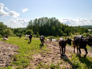 The goats or domestic goat (Capra hircus) on the pasture at the farm. Lithuania