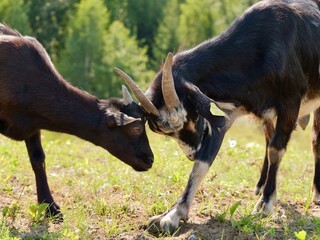 Fototapeta premium The goats or domestic goat (Capra hircus) on the pasture at the farm. Lithuania