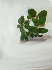 Hortelã Pimenta. Mentha x piperita L.