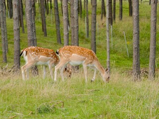 The European fallow deer (Dama dama) in the forest, also the common fallow deer or simply fallow deer, is a species of deer native to Eurasia. Lithuania