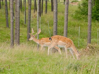 The European fallow deer (Dama dama) in the forest, also the common fallow deer or simply fallow deer, is a species of deer native to Eurasia. Lithuania