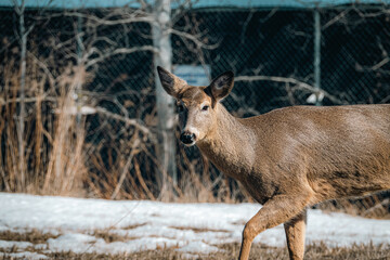 deer in the woods