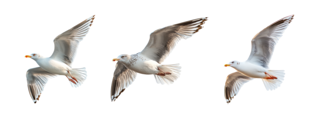 Birds in Flight Sequence Captured in Bright Natural Light over Blue Sky