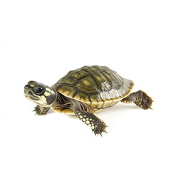 Obraz premium baby turtle on white background, showcasing its detailed shell