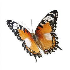 Obraz premium beautiful butterfly with orange and black wings isolated on white