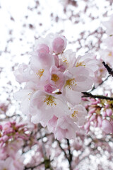 Beautiful pink Cherry blossoms in the morning dew near Portland Oregon