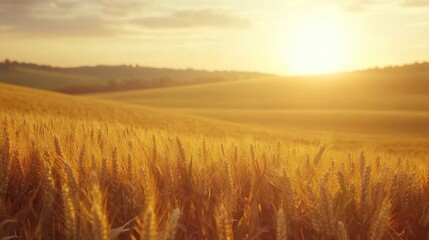 Obraz premium Golden corn cobs stand tall in a vast field, glowing with warm sunlight at sunset over rolling farmland