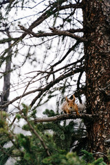 Squirrel perched on a branch amidst the serene forests of Kyrgyzstan during a misty morning