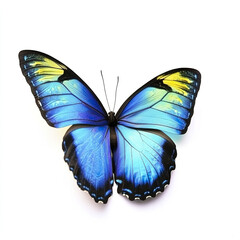 Vibrant blue butterfly with yellow accents on white background