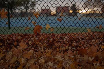 leafs on a fence