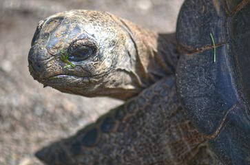 CloseUp of a Tortoise in Nature