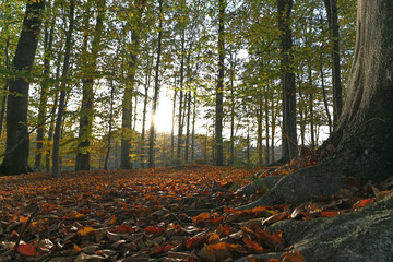 Autumn Forest with Sunlight and Colorful Leaves